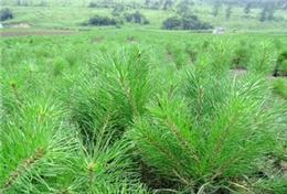 侧柏 油松容器袋 白皮松 国槐苗 冬青 桧柏 刺槐 皂角苗 花椒苗