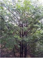 便宜供应胸径9-10公分的南方红豆杉绿化树