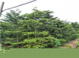 供应地苗小叶榄仁8-15分