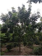 长期供应全冠精品移栽黄山栾树，规格在5到18公分，数量不限，价格从优！