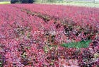 急售500万棵-红叶小檗高50公分0.15元，沭阳苗木