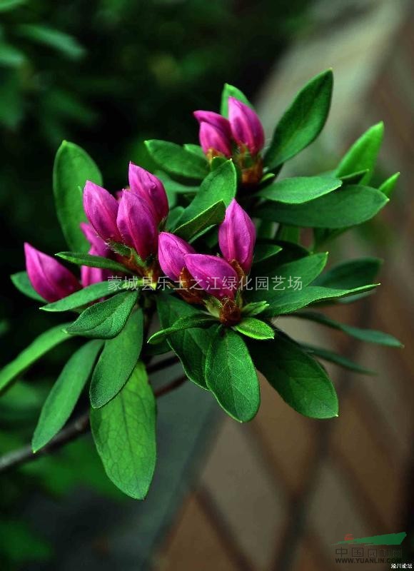 萧山紫鹃、夏娟