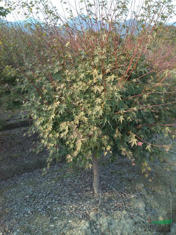 供应红枫，樱花，美国红枫，桂花，鸡爪槭，玉兰，垂丝海棠等等