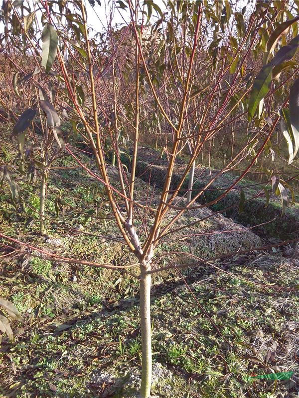 浙江碧桃最新报价/浙江碧桃图片展示