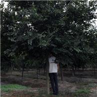 供应榉树 树形优美 树干通直