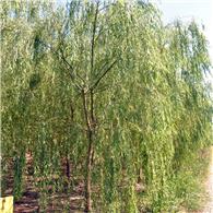 供应垂柳，图片实拍真实