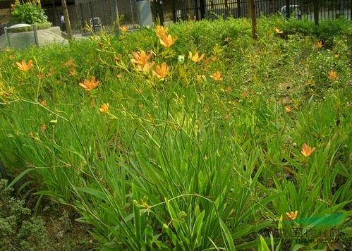 花叶燕麦草、火炬花、棕红苔草、射干、富贵草、花叶美人蕉