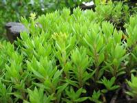 狼尾草、菲白竹、金叶苔草、虎耳草、斑叶芒、紫娇花、佛甲草