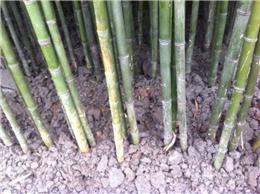 成都万树园林长期供应斑竹