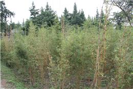成都万树园林长期供应琴丝竹