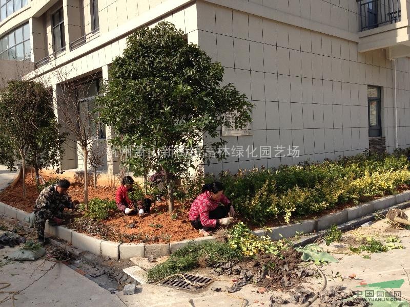 杭州周边 小型绿化工程全套施工