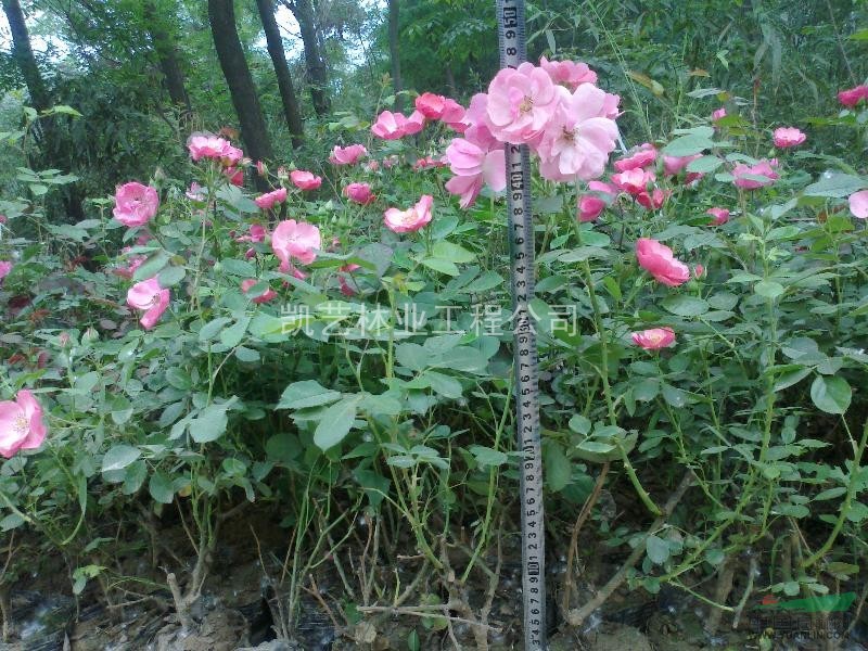 10到50高 红帽月季   丰花月季大量供应中