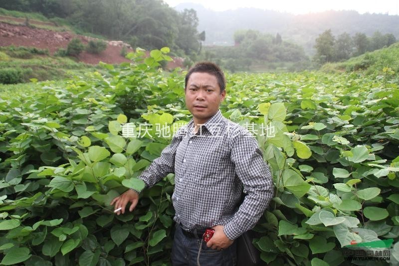 大量紫荆.紫荆苗.紫荆小苗200万株