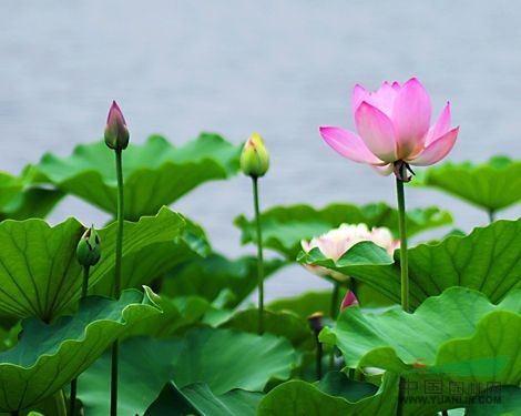 水景工程，香蒲，水生鸢尾，千屈菜，荷花，睡莲