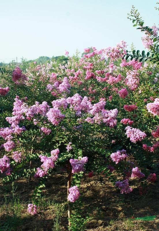 湖南供应紫薇花，花期超长  有原生树
