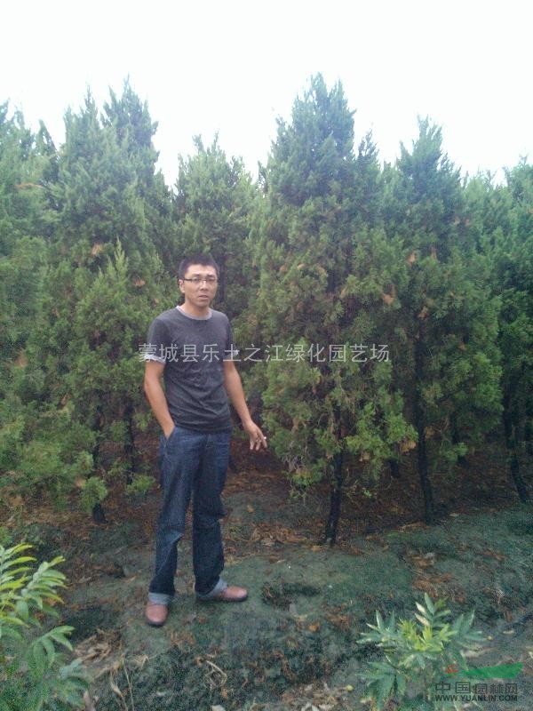 供应3米以上龙柏，小乔木，植株健壮，大量供应