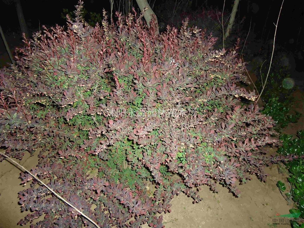 供应紫叶小檗球， 红叶小檗球