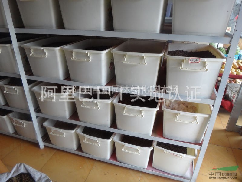 低价专售；各种苗木新鲜种子，草坪种子！沭阳苗木种子！