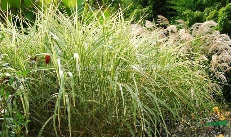 萧山水生类-花叶芒、细叶芒、花叶芦竹、芦苇、菖蒲、千屈菜等