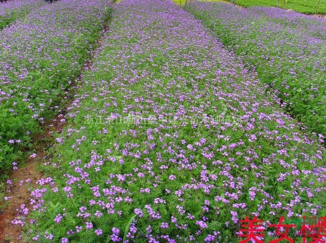 长期供应万年青、美女樱、鸢尾等地被植物