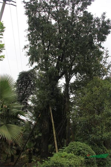 出售大型乔木  皂角树45-50公分
