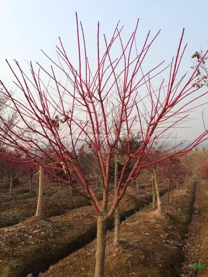 供应浙江嵊州优质苗木