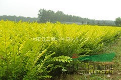 主产批发-金叶女贞工程大苗，金叶女贞报价 金叶女贞价格