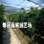 成都地区供应棕竹，规格齐全