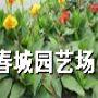 成都地区供应美人蕉