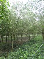 供应垂柳2-18公分成都垂柳工程苗木成都苗木培育