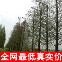 低价出售水杉_米经8-15公分优质水杉