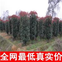 低价出售红叶石楠柱_高180公分冠幅80公分红叶石楠柱