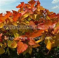 多彩湖南，云南，贵州，陕西，山西-绚丽“红霞杨”I号