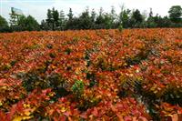 贵州安顺“红霞杨”（全红杨红叶杨金红杨彩杨）