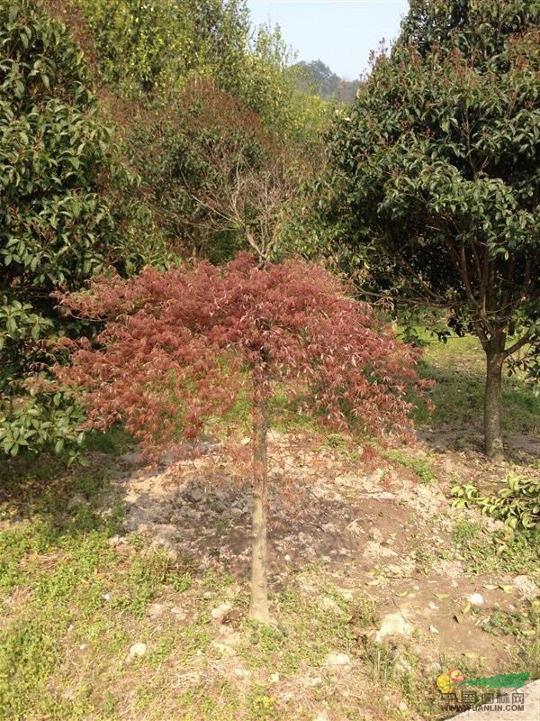 羽毛枫行情报价\羽毛枫图片展示
