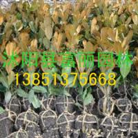 苗圃自产自销：广玉兰小苗1.5米高 1.6米高 2-3公分