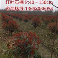 红叶石楠H：15-50CM