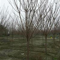 四川樱花 成都樱花基地 樱花价格便宜 樱花3-15公分