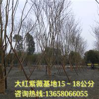 四川成都大红紫薇，四川紫薇，成都紫薇基地 15-18公分紫薇