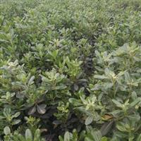 海桐苗 杯苗 海桐苗最新行情