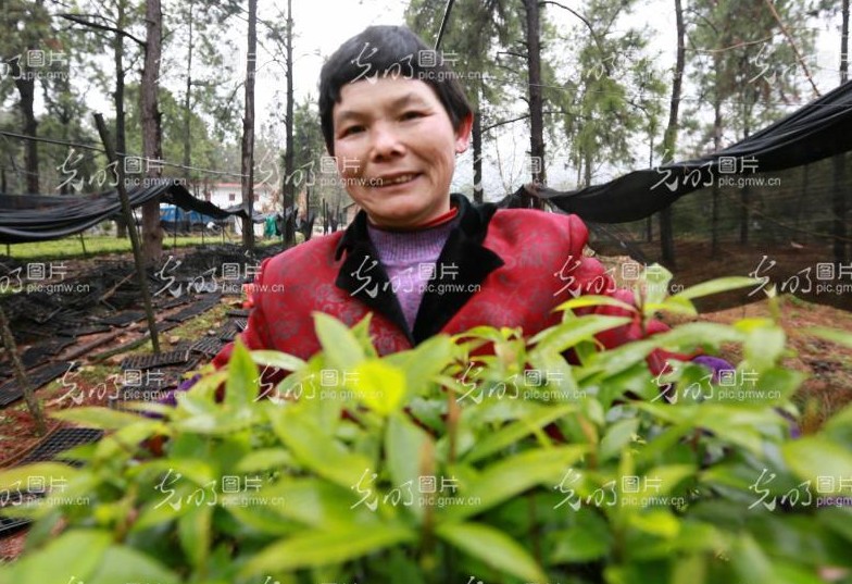 江西省峡江县林木良种场职工正在展示楠木苗