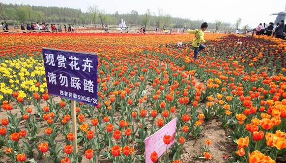 一名男孩在花丛中跳跃踩踏