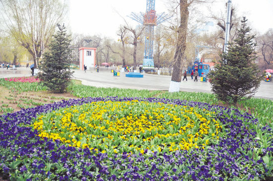 文化公园鲜花绽放