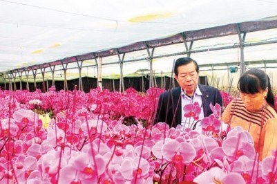 花卉苗木基地里怒放的蝴蝶兰