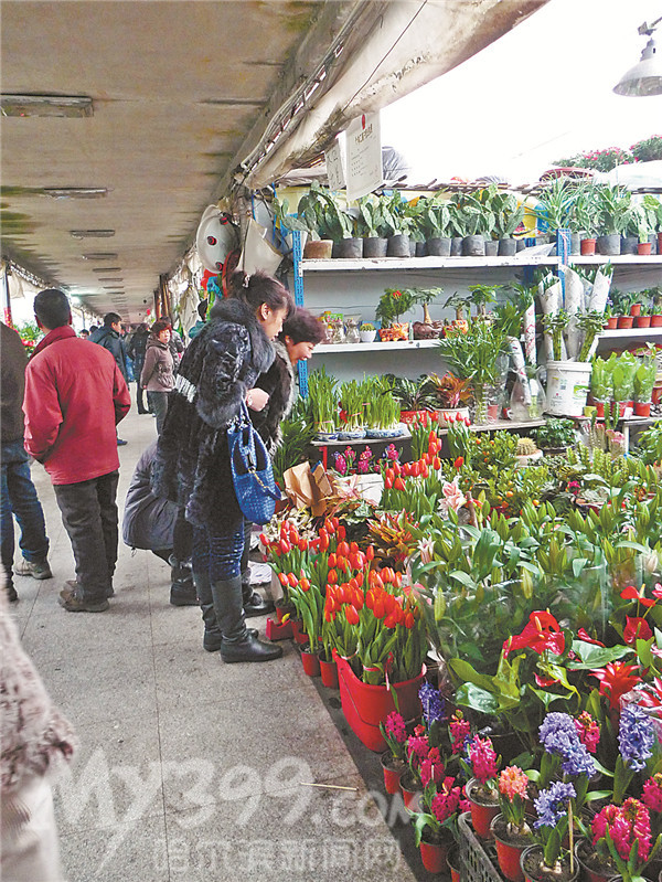 黑龙江：哈尔滨花卉市场生意红火 花卉绿植销量大增