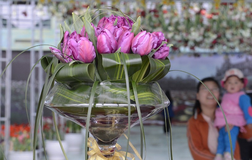 荷兰“国泰”郁金香落户北京国际鲜花港，助力第五届北京郁金香文化节，首次与游人见面。