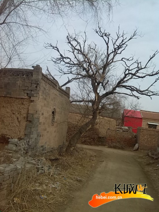 曲周县槐桥乡白庄村古槐树