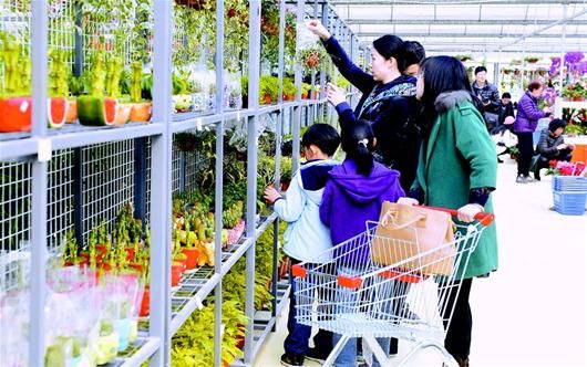 顾客选购花卉