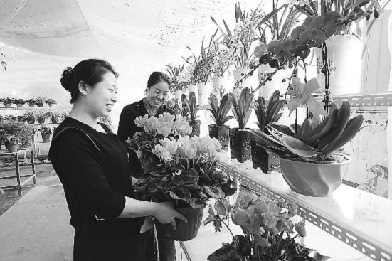 顾客正在平泉花卉市场挑选鲜花
