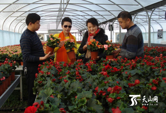 新疆：七十团6000余盆丽格海棠花卉俏销市场
